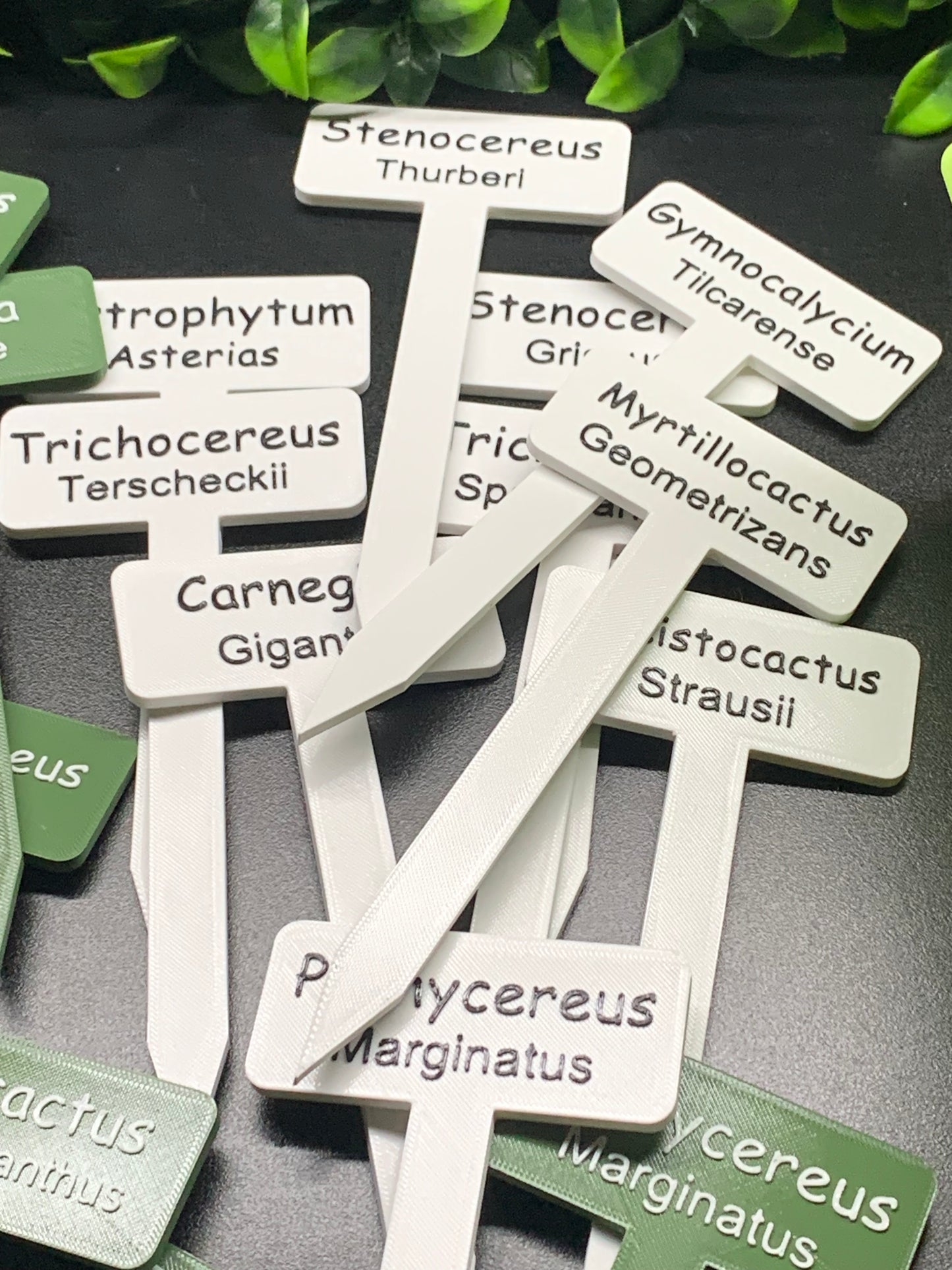 Cactus and Succulent Plant Labels