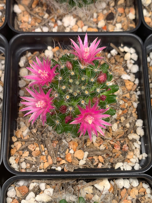 Mammillaria Bocasana - Powder Puff Cactus
