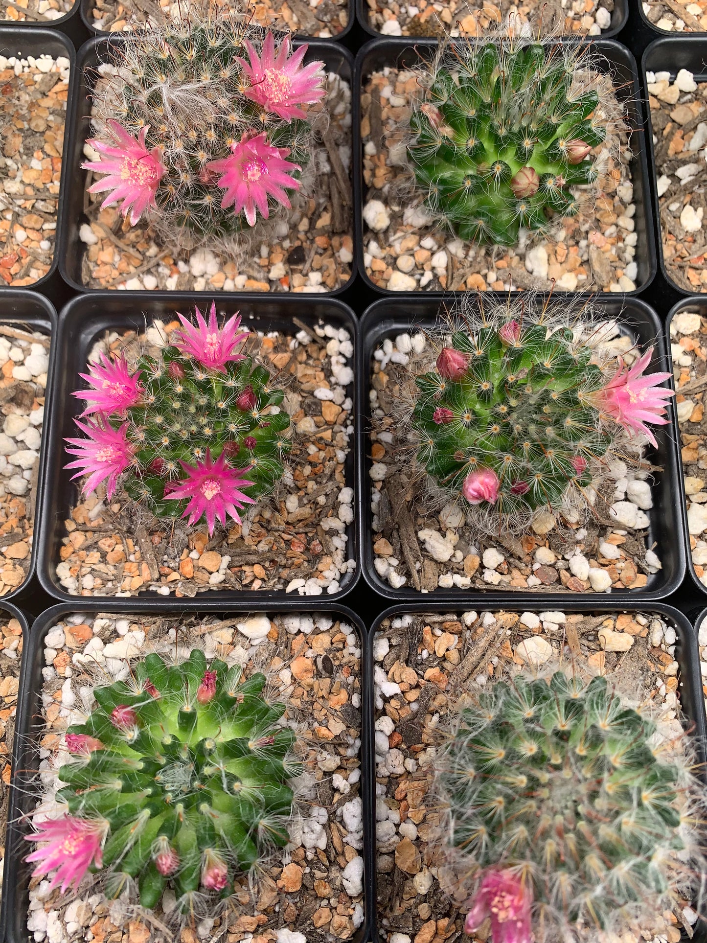 Mammillaria Bocasana - Powder Puff Cactus