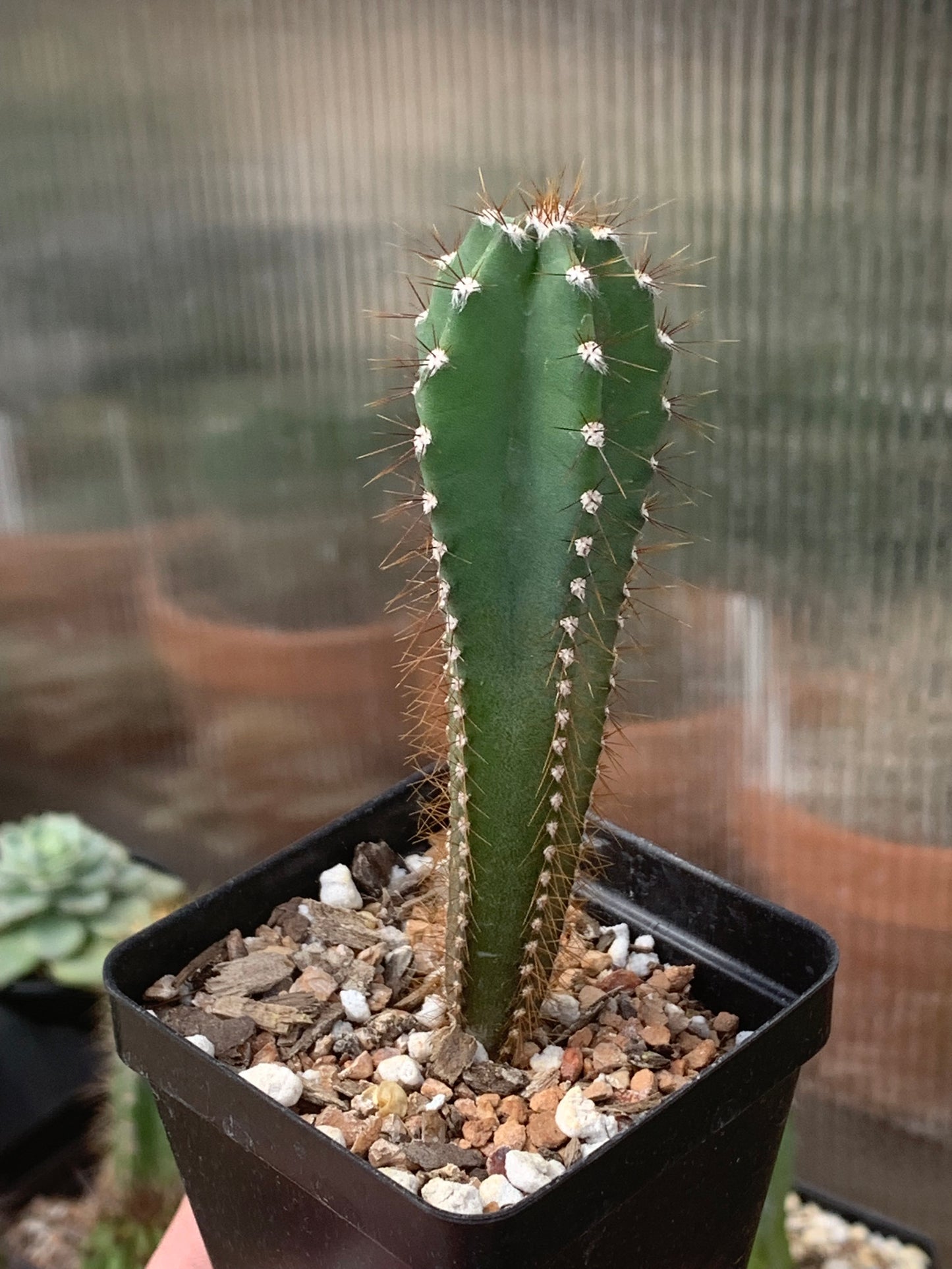 Cereus Repandus - The Peruvian Apple Cactus