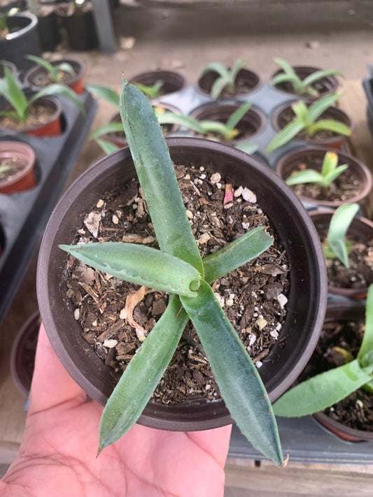 Agave Americana - The Century Plant