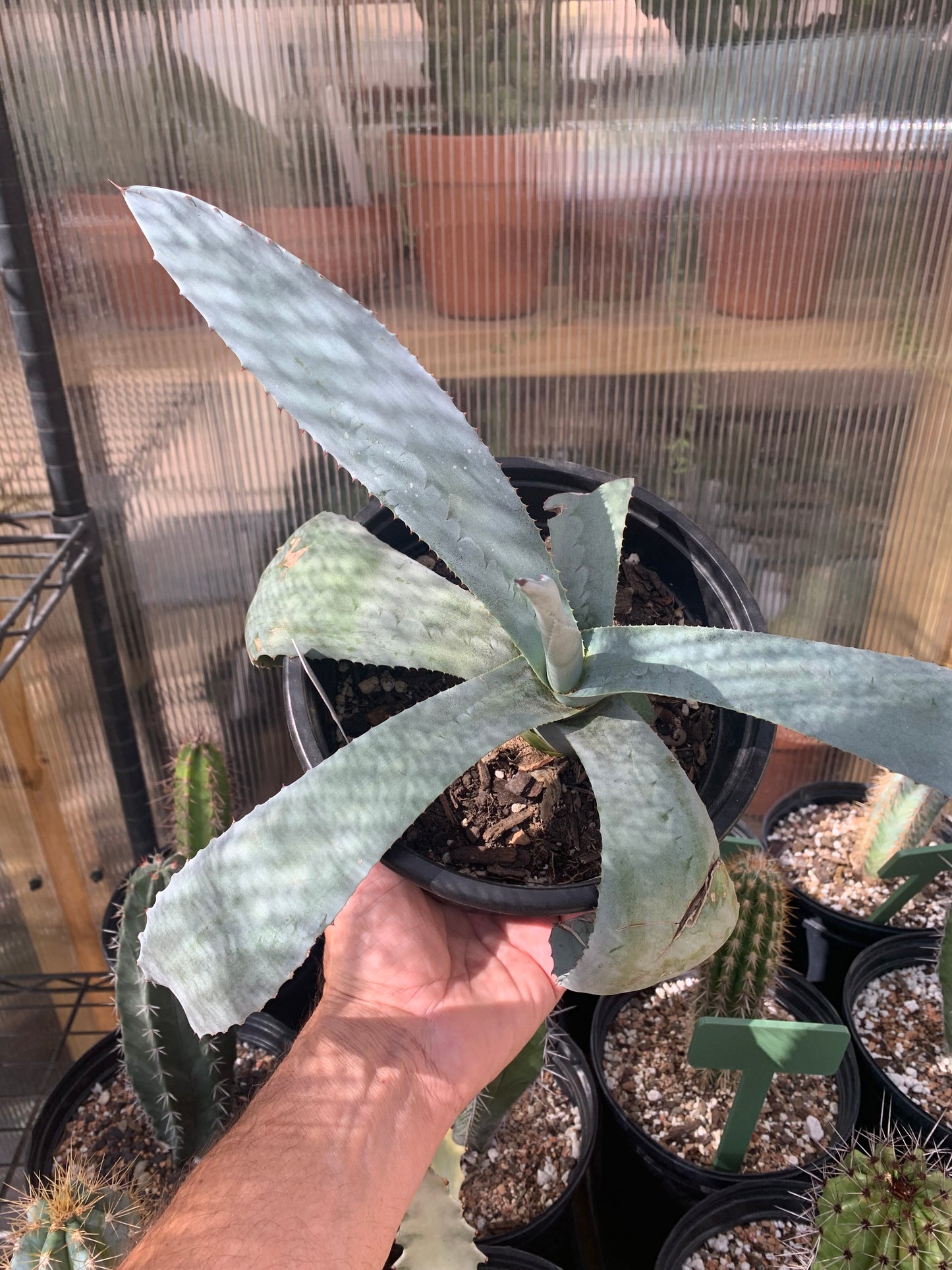 Agave Americana - The Century Plant