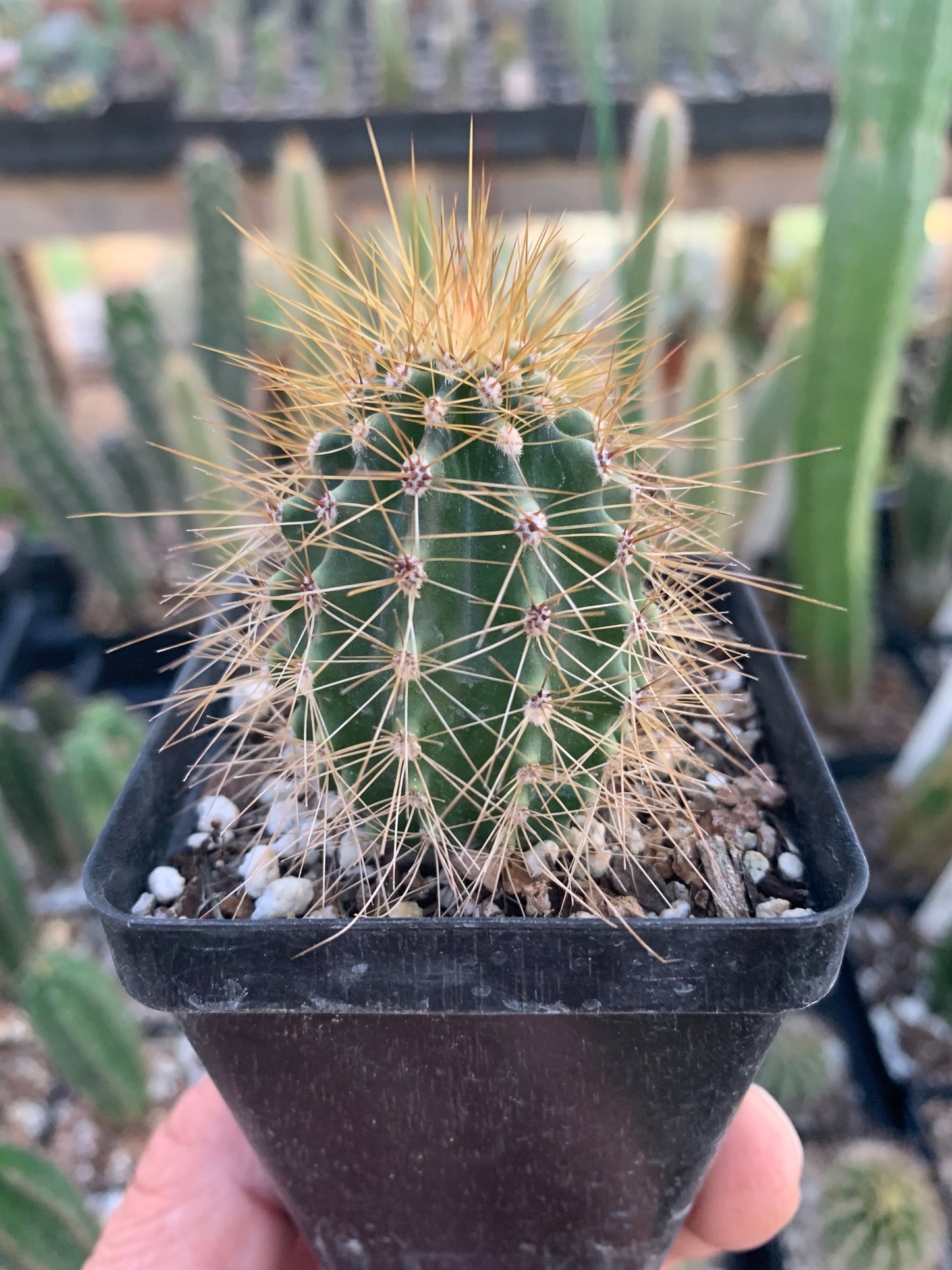 Carnegiea Gigantea - Saguaro Cactus