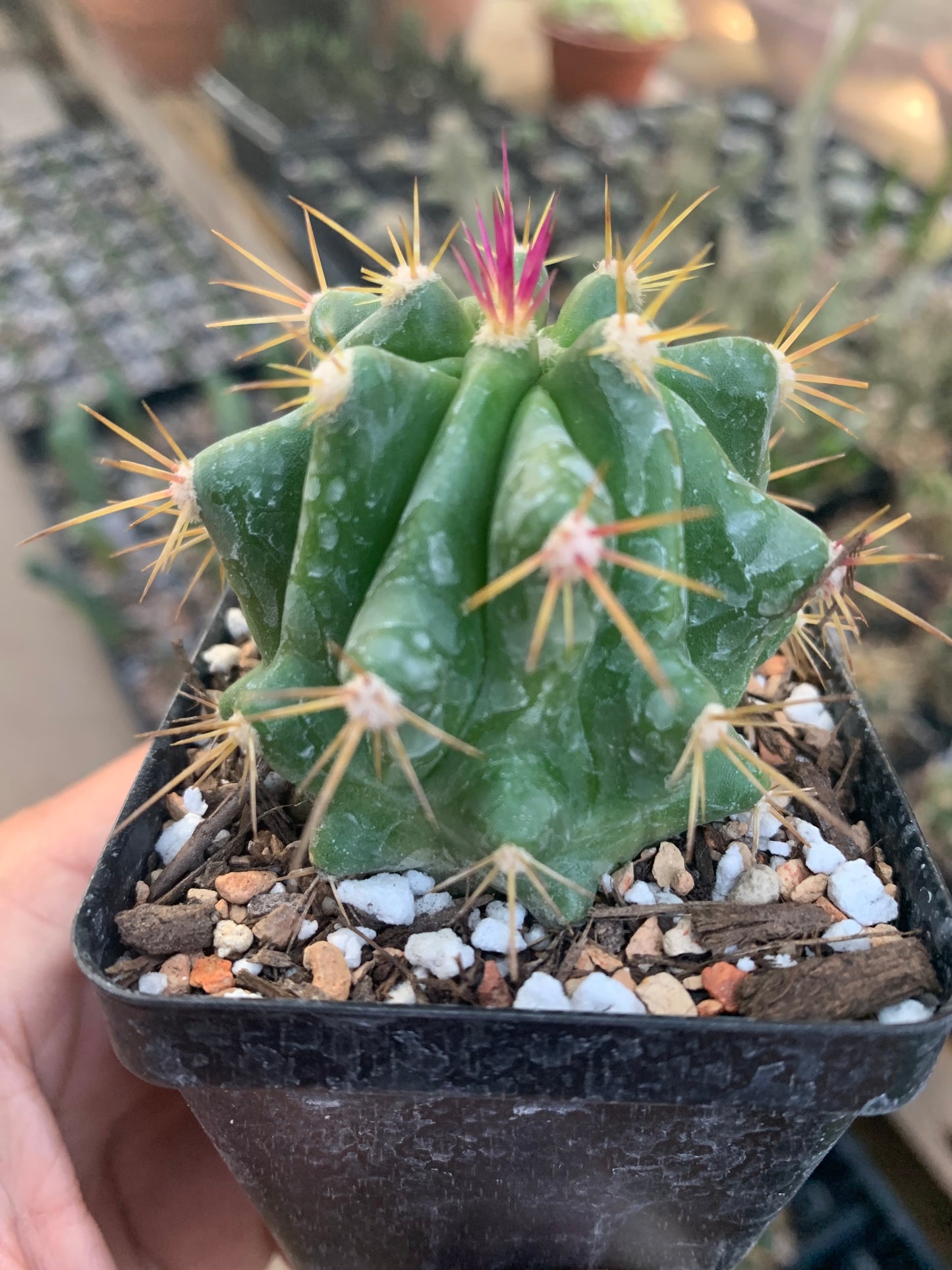 Ferocactus Mixed