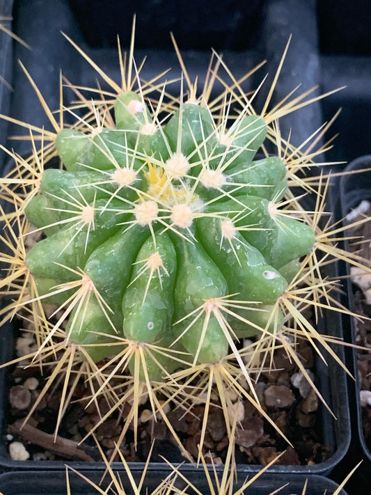 Echinocactus Grusonii - Golden Barrel Cactus