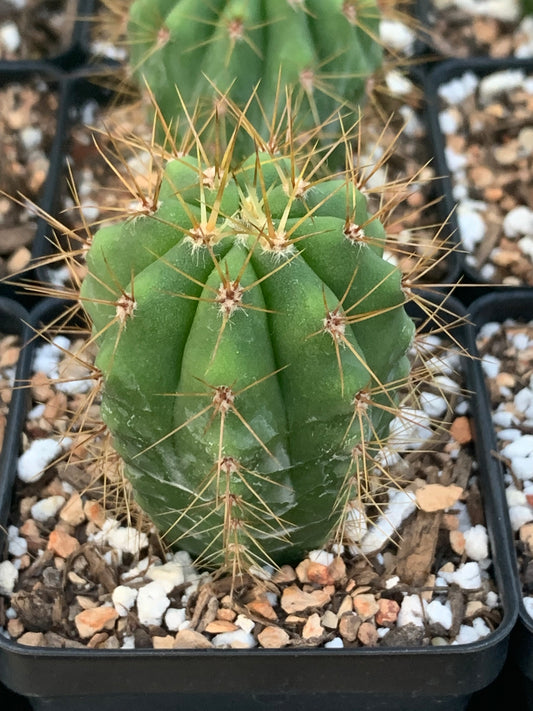 Trichocereus Terscheckii