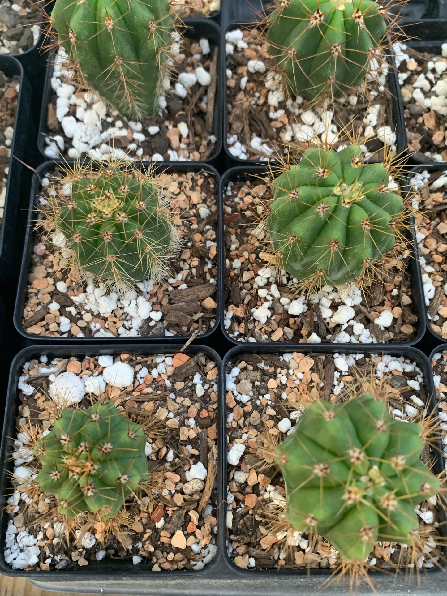 Trichocereus Terscheckii