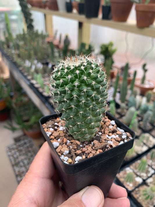 Mammillaria Nejapensis - Silver Arrows