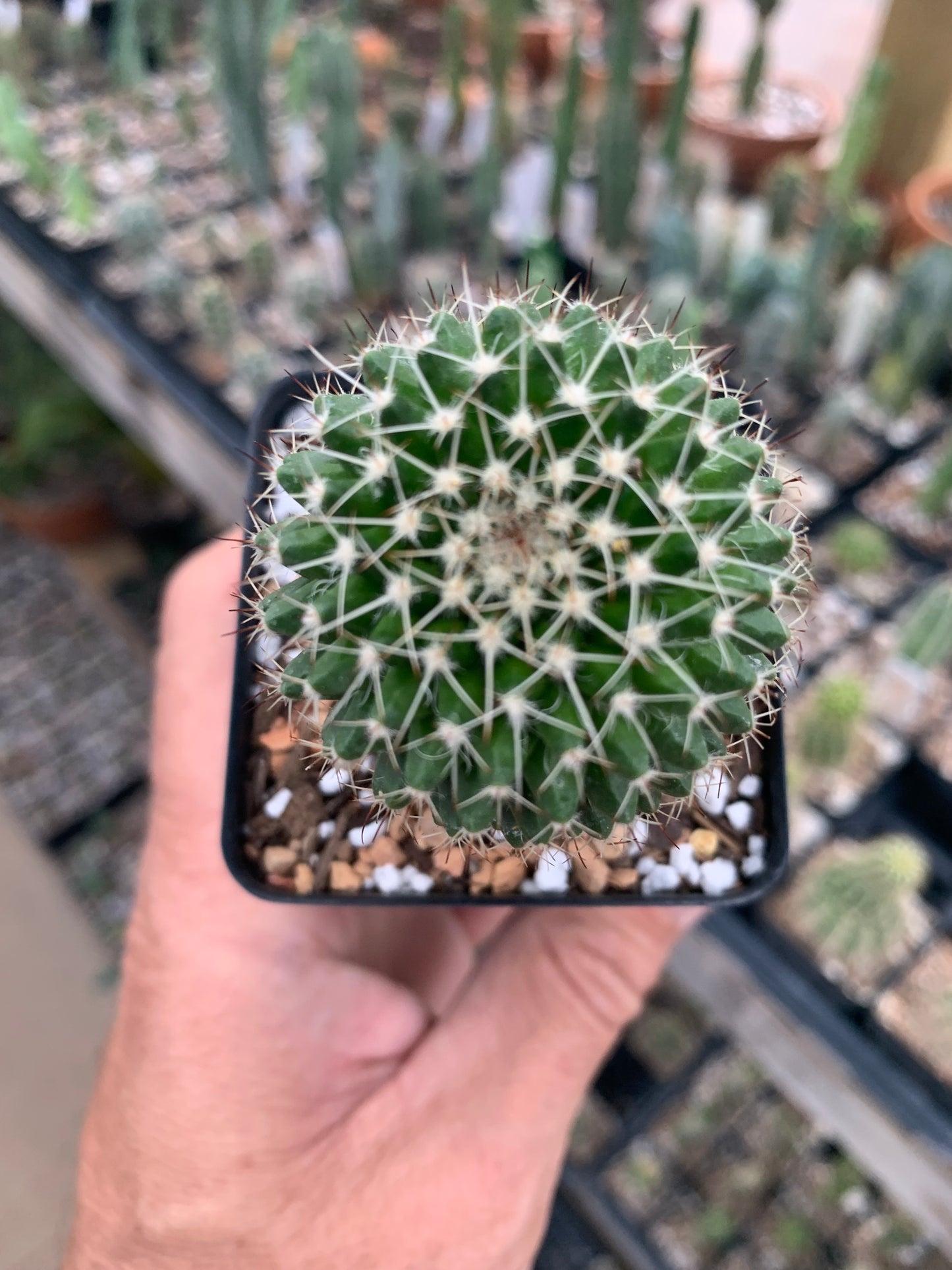 Mammillaria Nejapensis - Silver Arrows
