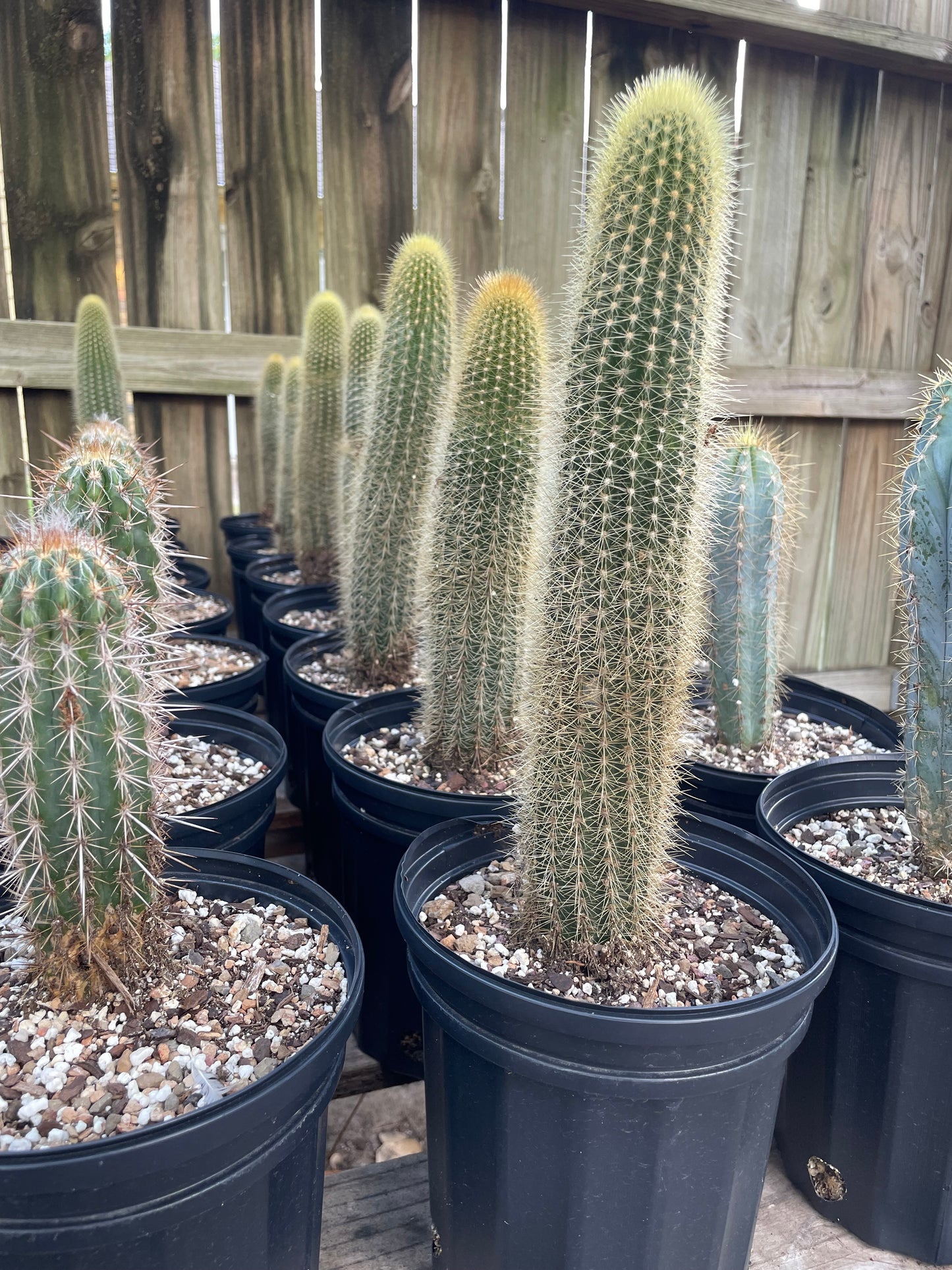 Trichocereus Spachianus