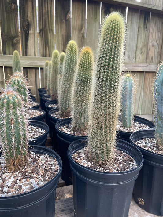 Trichocereus Spachianus