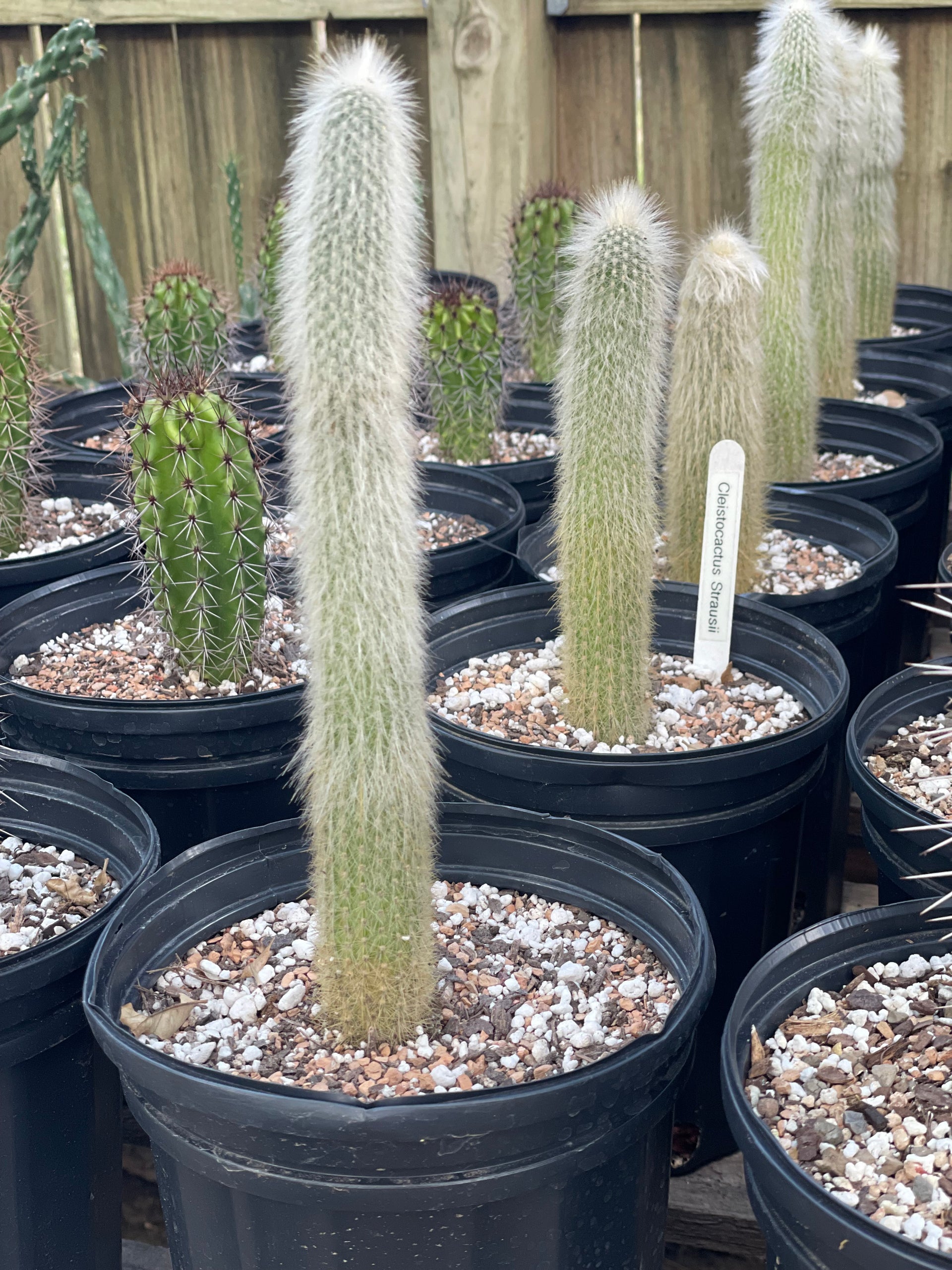 Cleistocactus Strausii