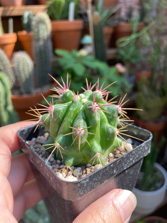 Cactus Mixed Species