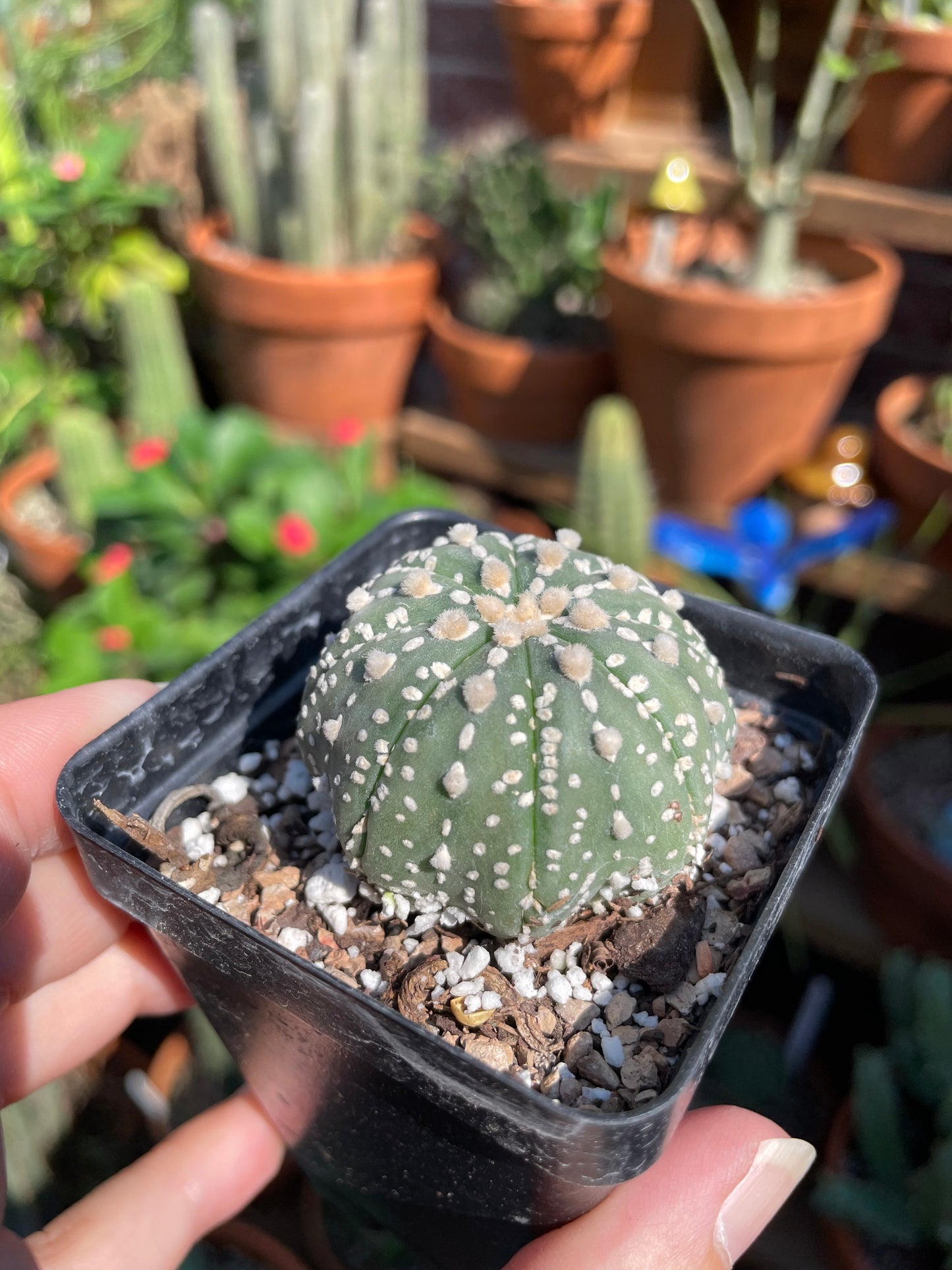 Astrophytum Asterias
