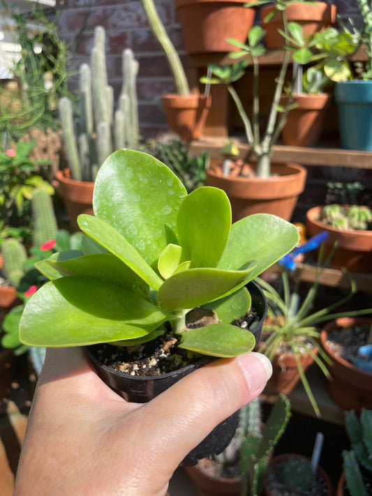 Kalanchoe 'Dragonfire'