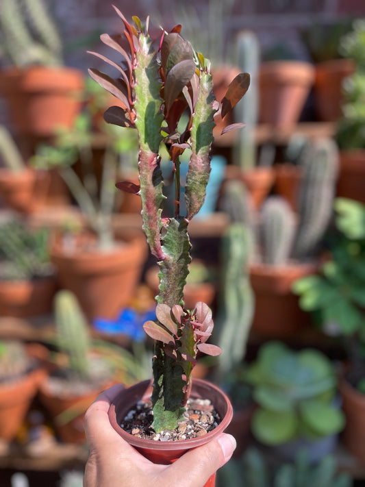 Euphorbia Trigona Rubra - African Milk Tree