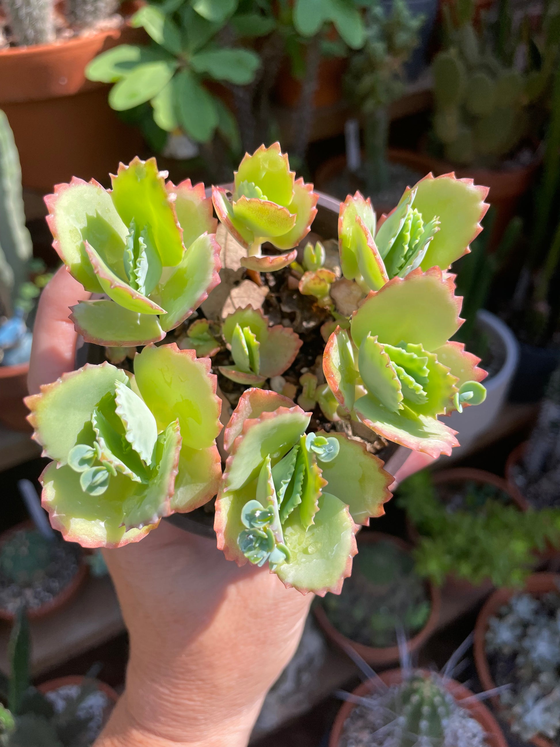 mother of millions house plant Kalanchoe Delagoensis