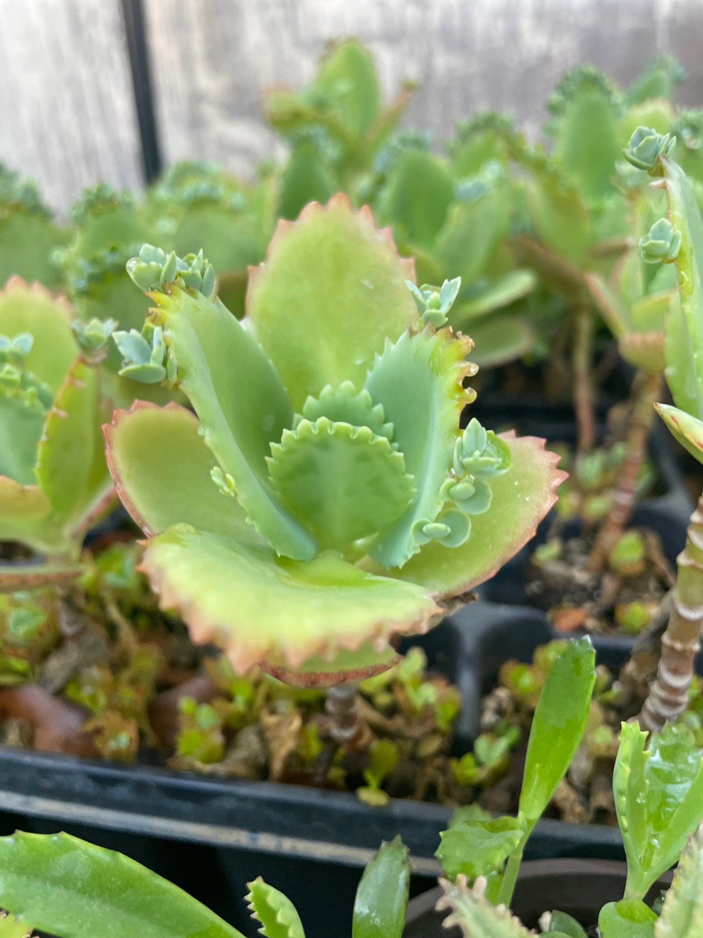 Kalanchoe Delagoensis - Mother of Millions