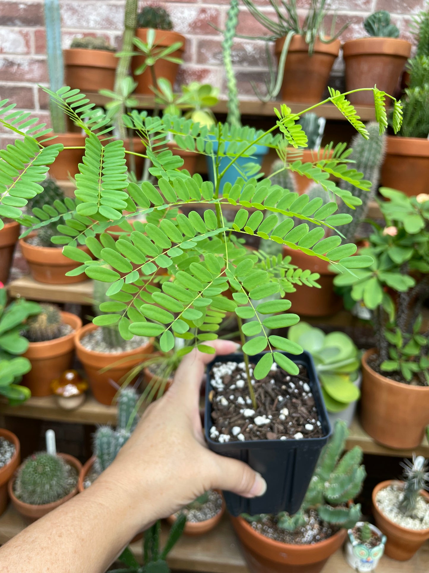 Royal Poinciana Tree - Delonix Regia