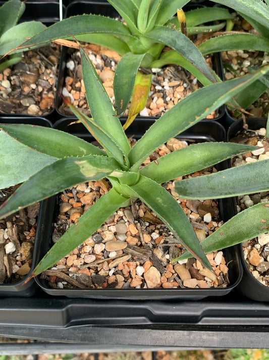 Agave - Blue Glow