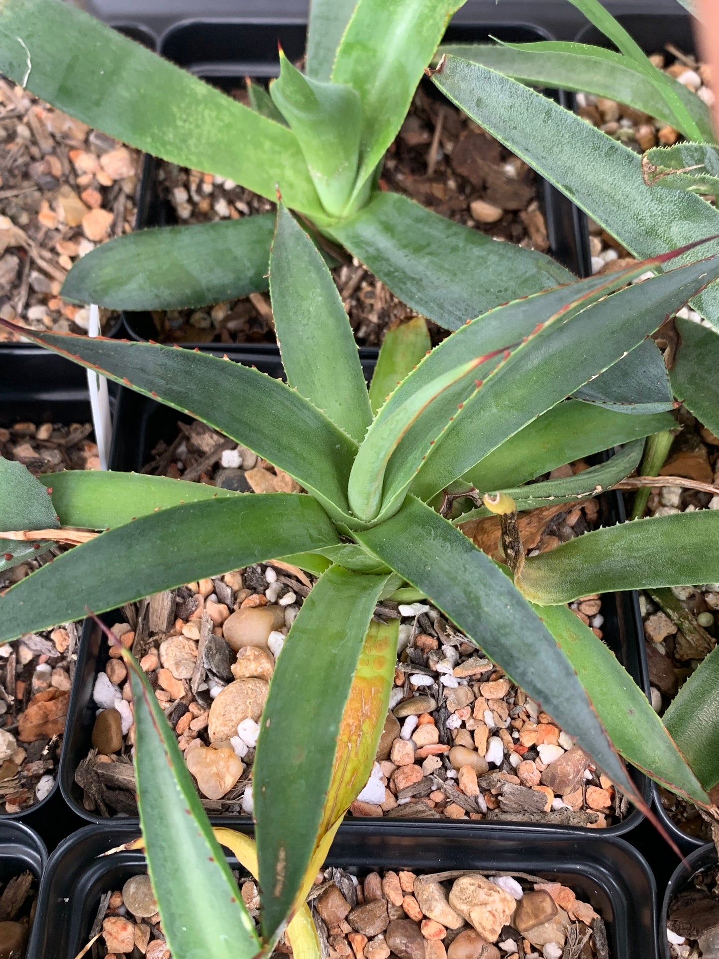 Agave - Blue Glow