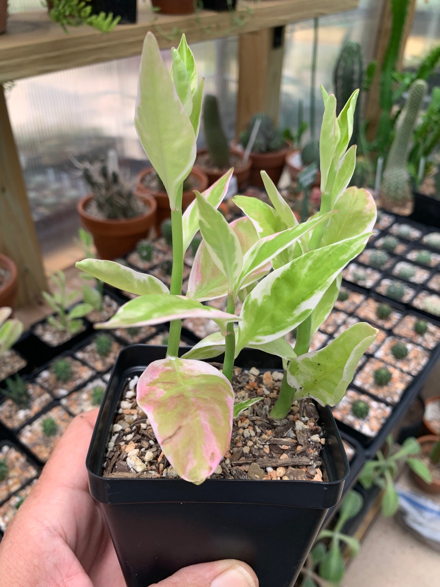 Euphorbia Tithymaloides Variegata - Devil's Backbone