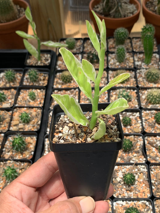 Euphorbia Tithymaloides Variegata - Devil's Backbone