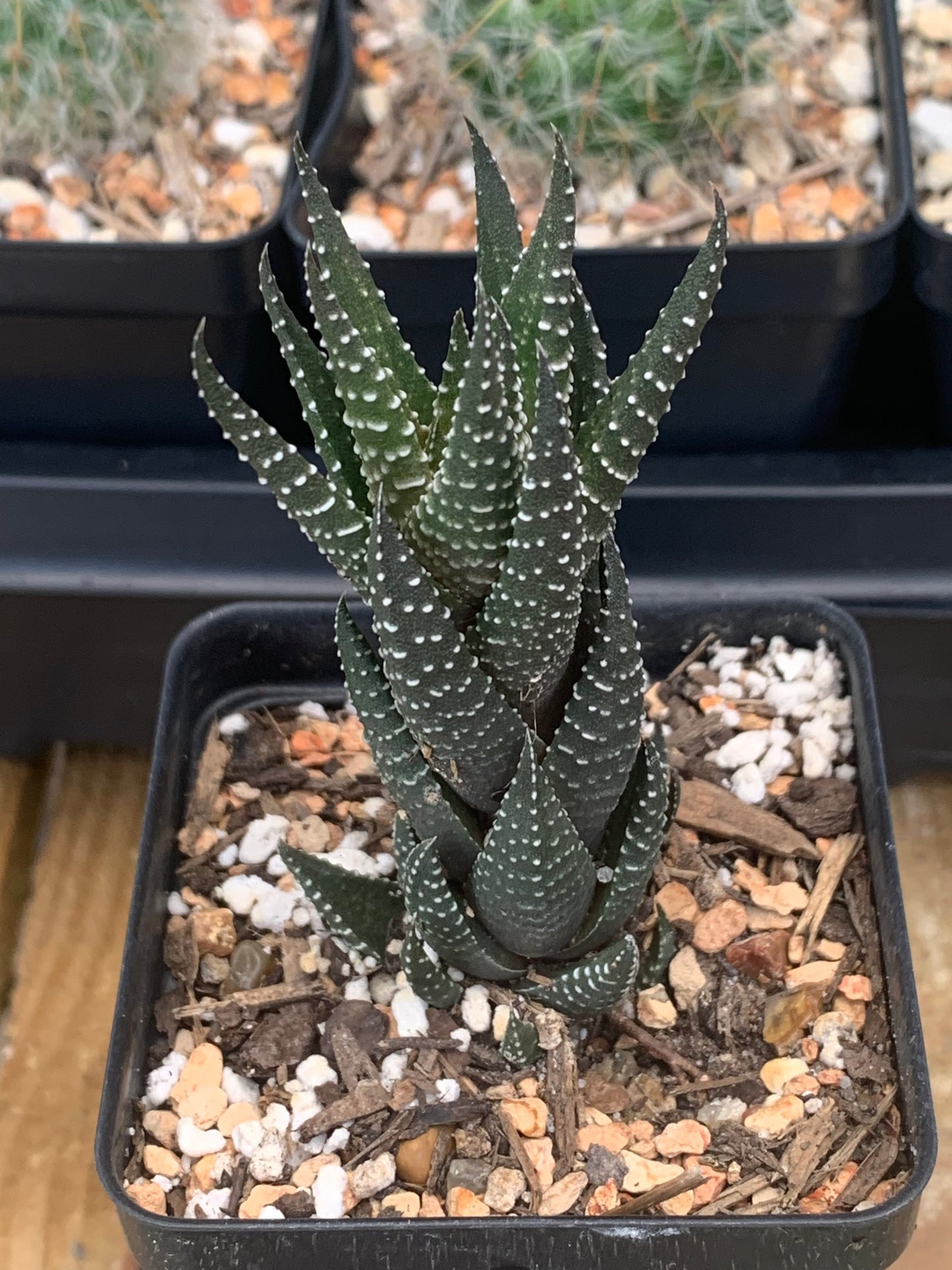 Haworthiopsis Attenuata - Zebra Haworthia
