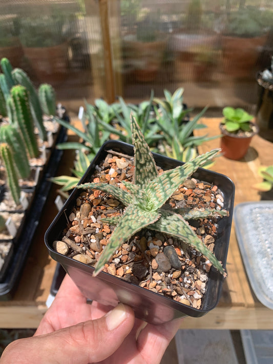 Aloe - Christmas Carol