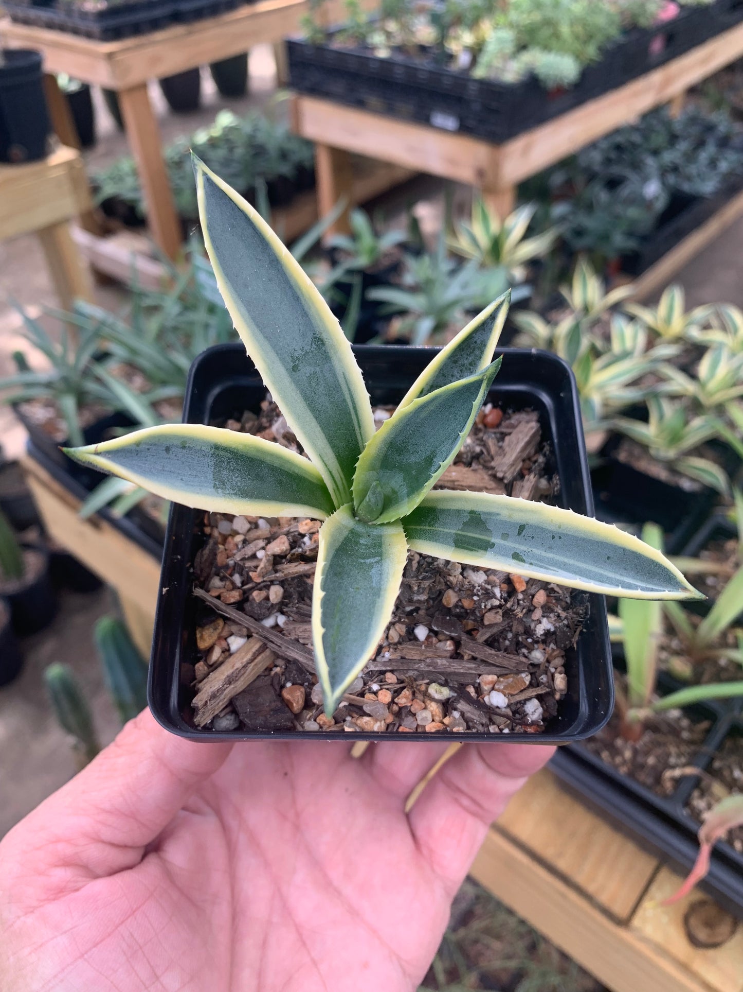 Agave Americana 'Variegata'