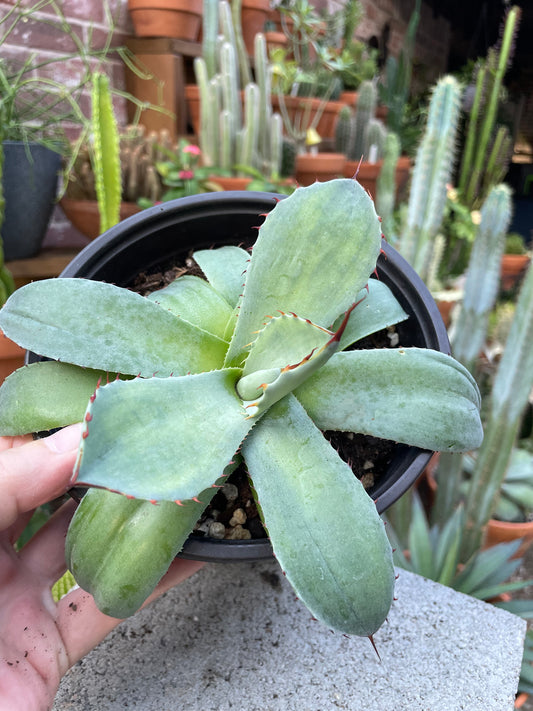 Agave Parryi Truncata - Artichoke Agave