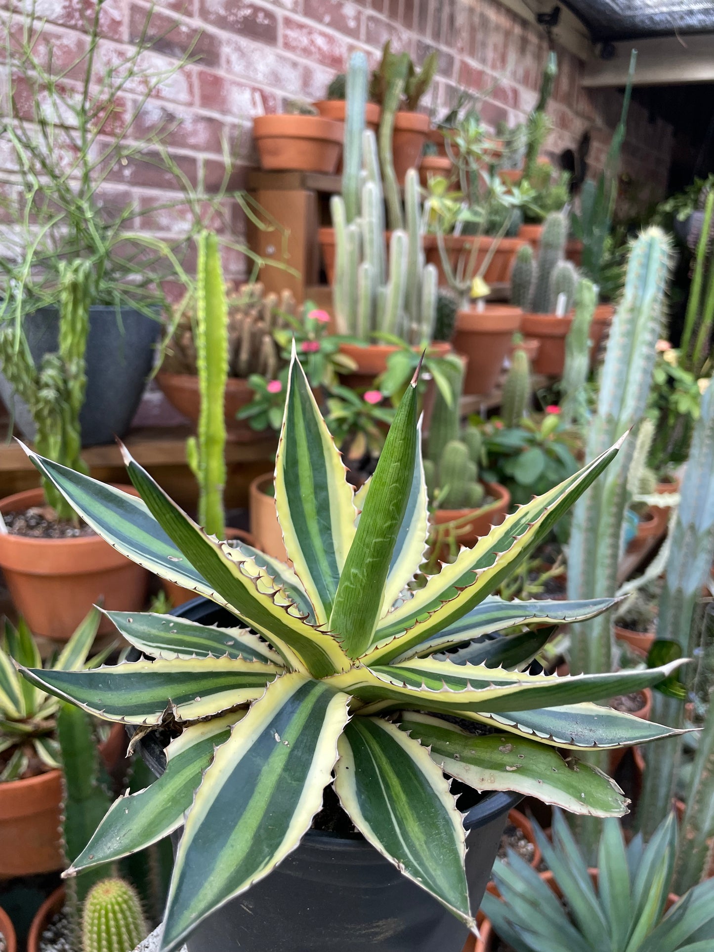 Agave Lophantha - Quadricolor Century Plant