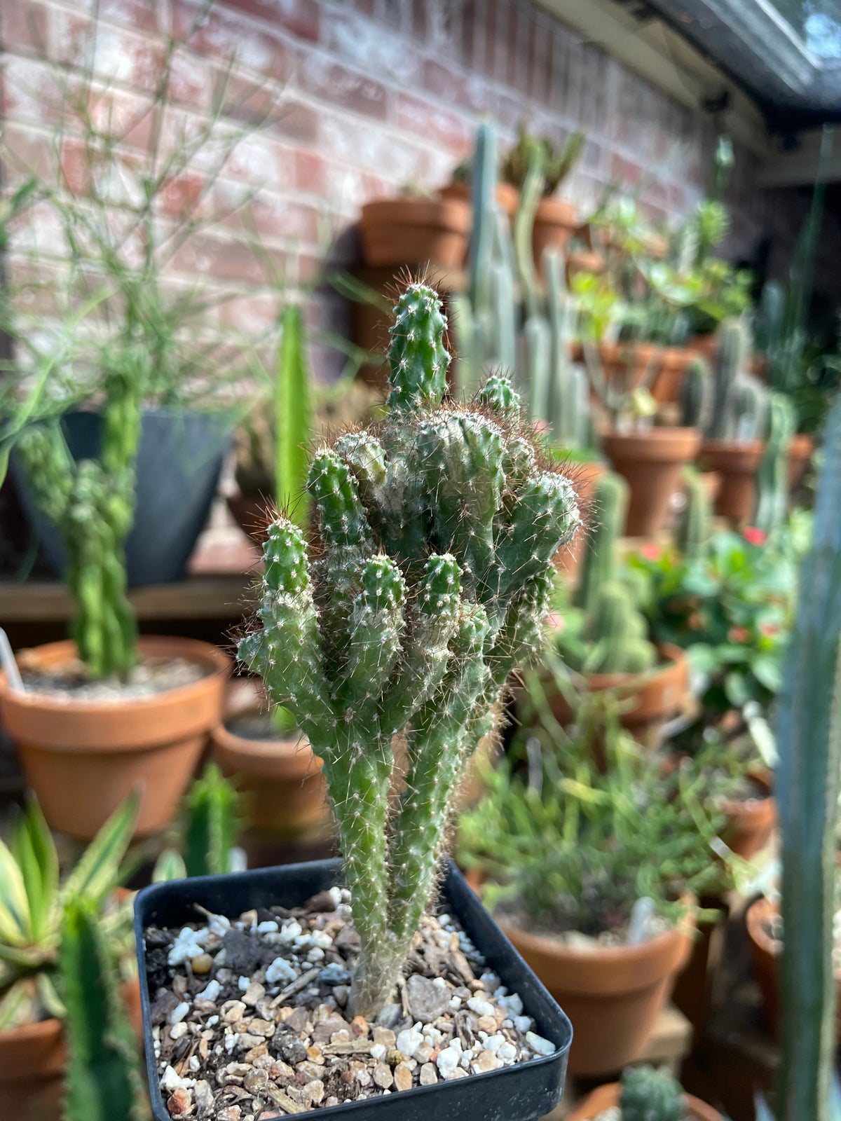 Peruvian Cactus Cereus Repandus f. Monstrosus - Peruvian Apple Cactus – Homegrown Cactus