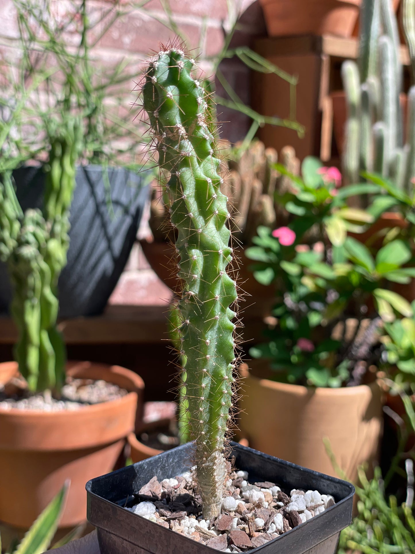 Cereus Repandus f. Monstrosus - Peruvian Apple Cactus