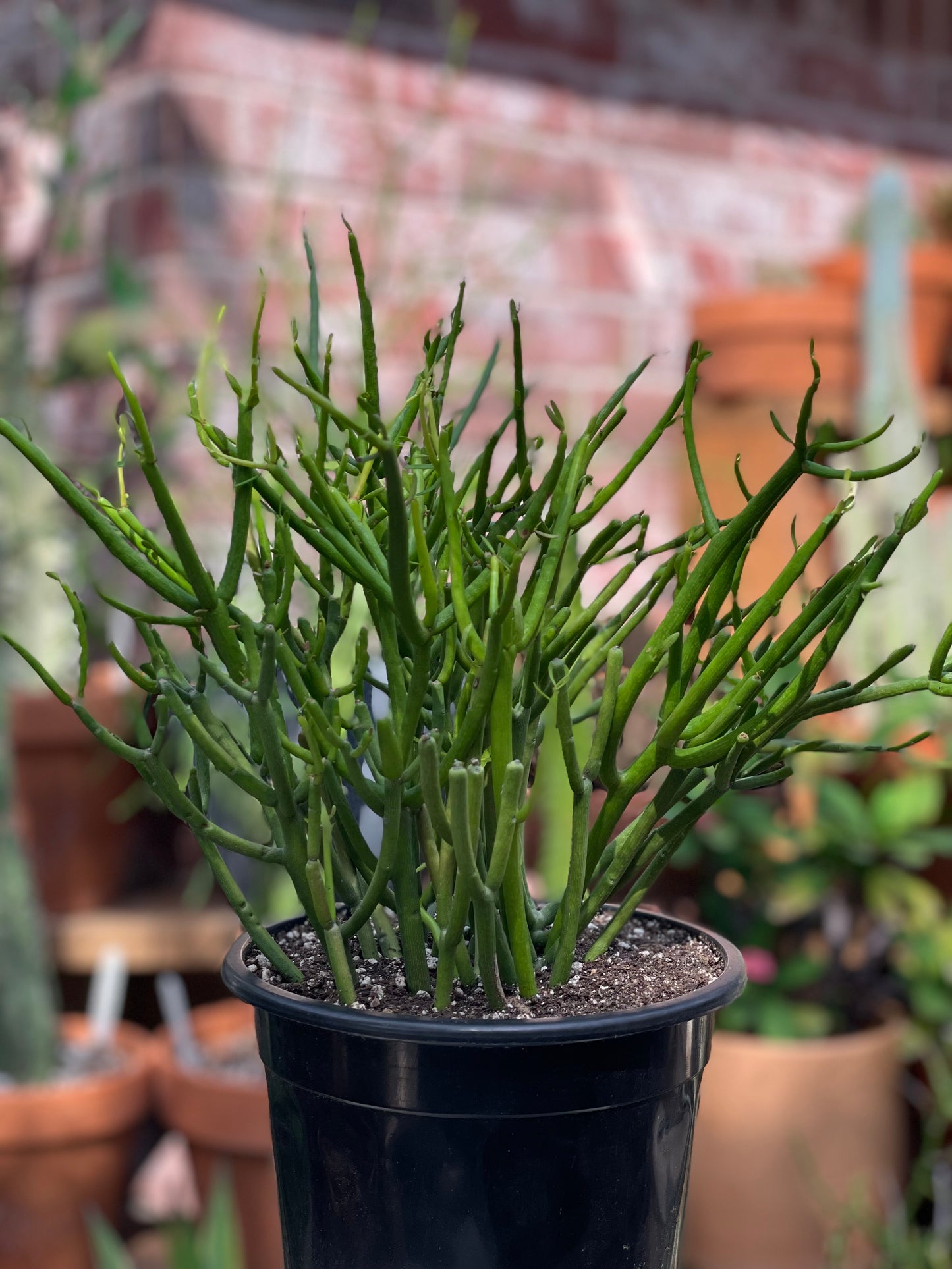 Euphorbia Tirucalli 'Firesticks' - Pencil Cactus