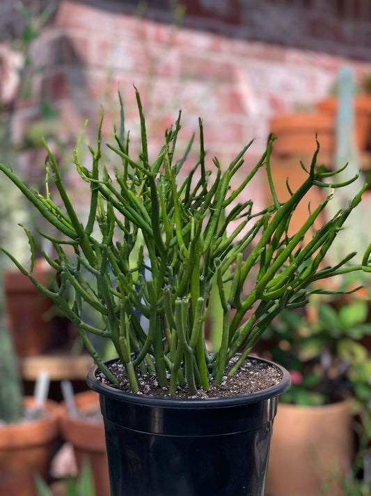 Euphorbia Tirucalli 'Firesticks' - Pencil Cactus