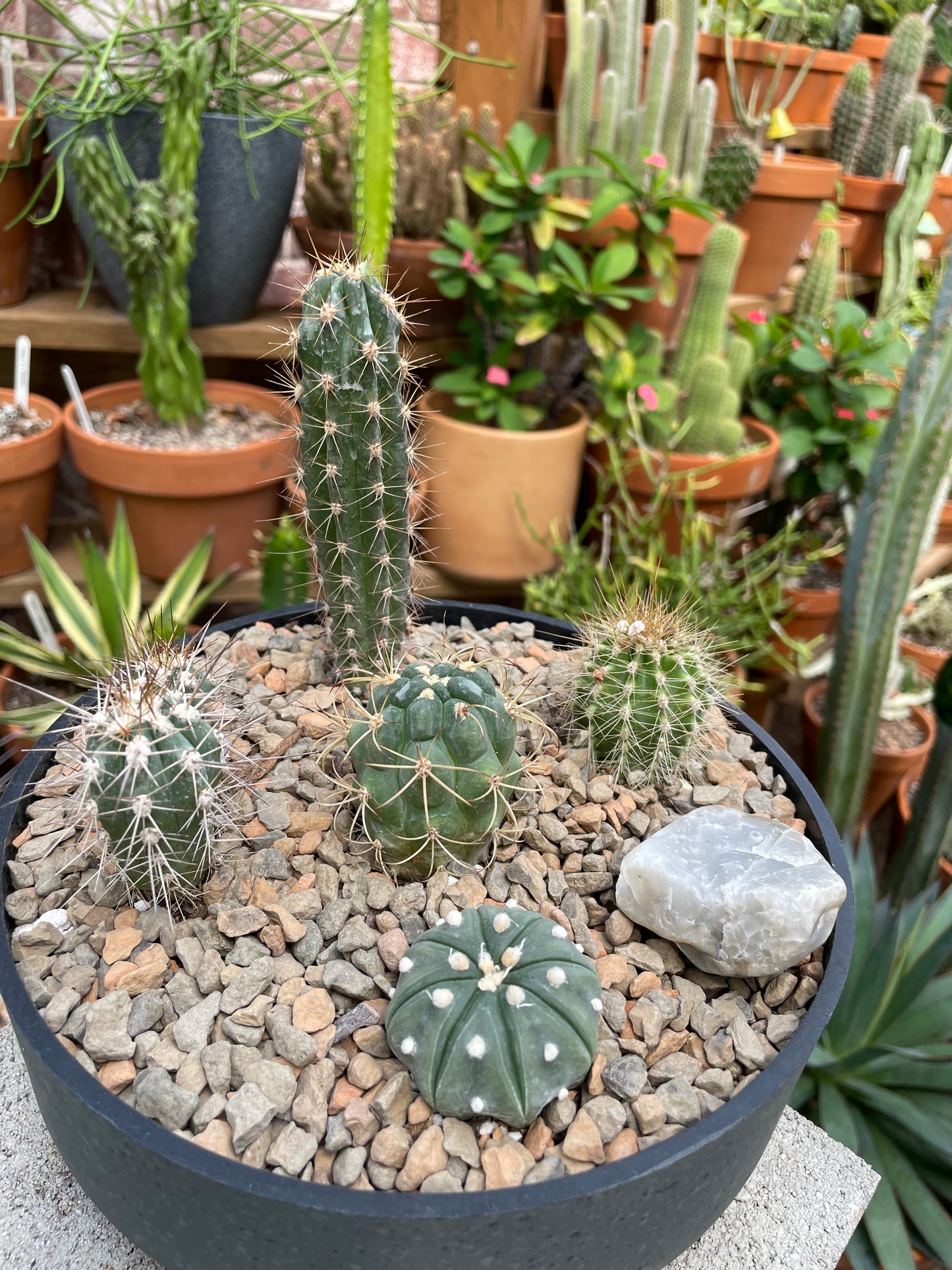 Cactus Combo Planter