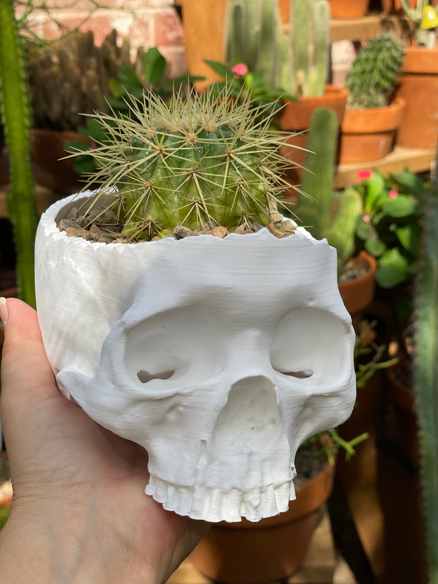 Golden Barrel - Skull Pot