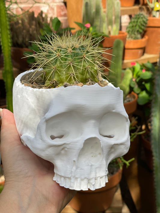 Golden Barrel - Skull Pot