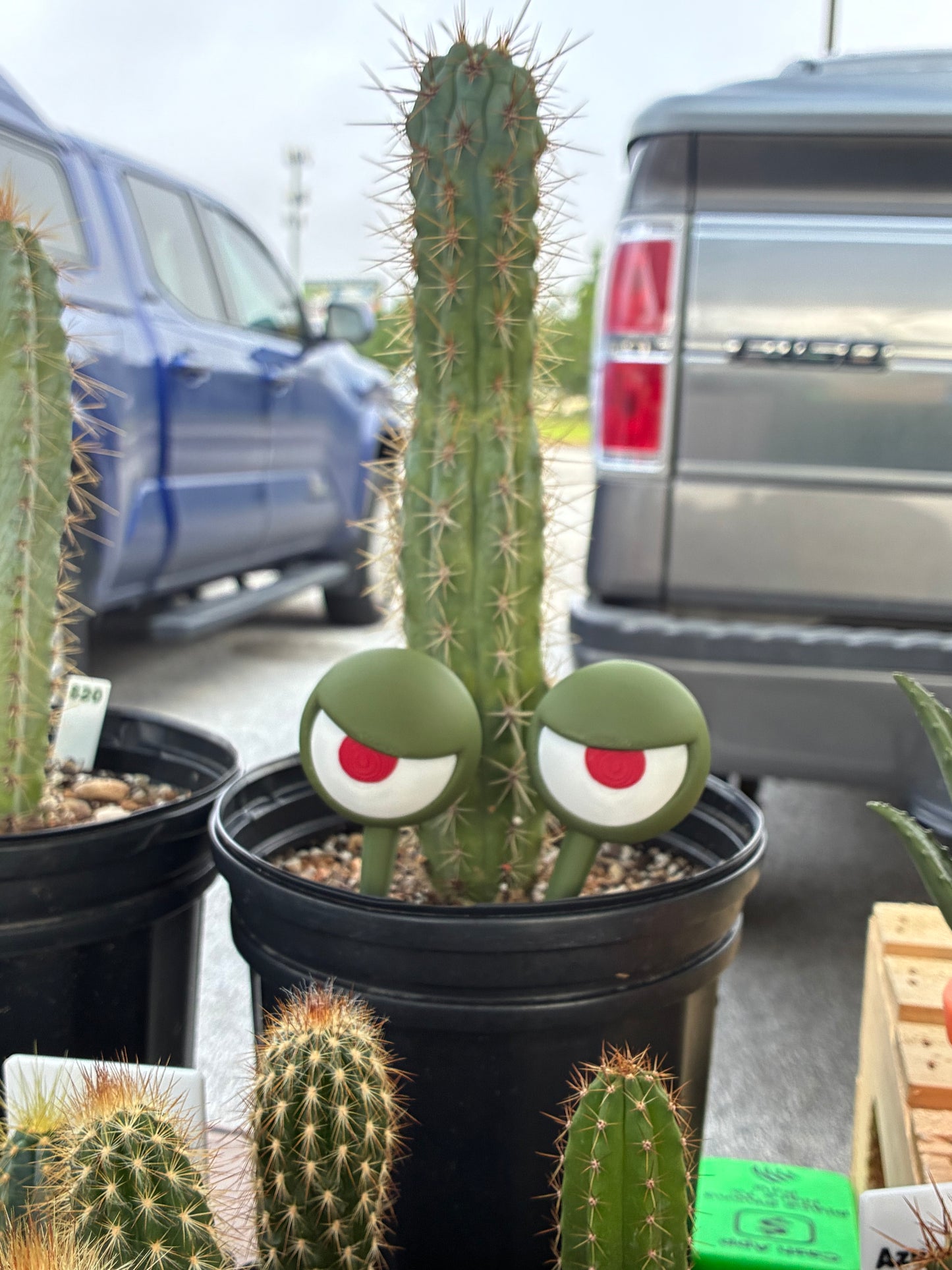 Grumpy Plants Eyes