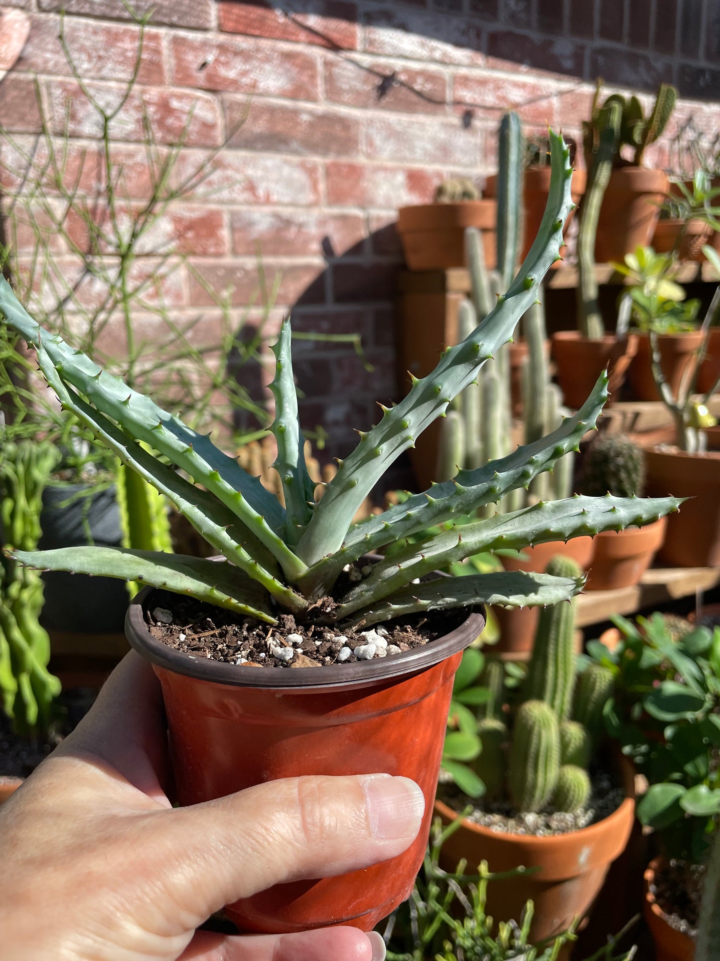 Aloe