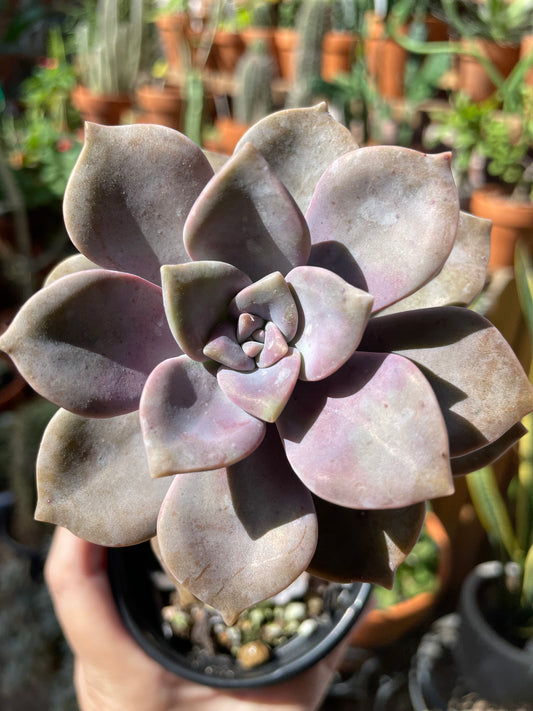 Graptopetalum 'Purple Delight'