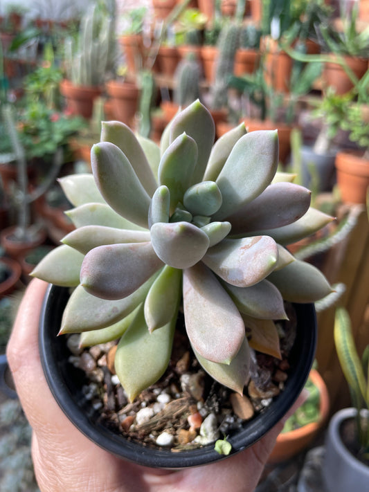 Graptosedum Alpenglow