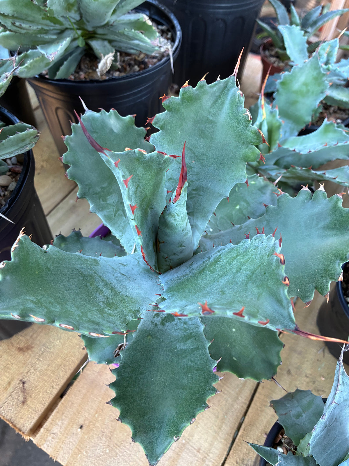 Agave Potatorum 'Spawn'