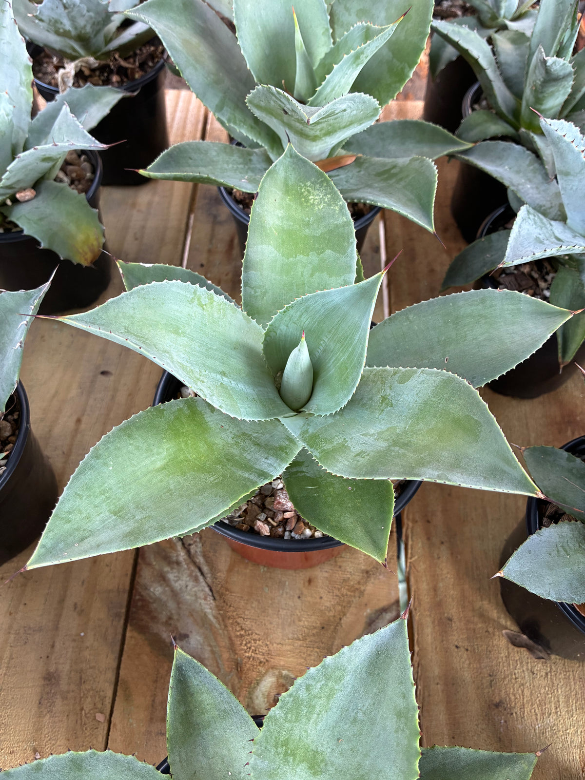 Agave 'Blue Flame x Isthmentis'