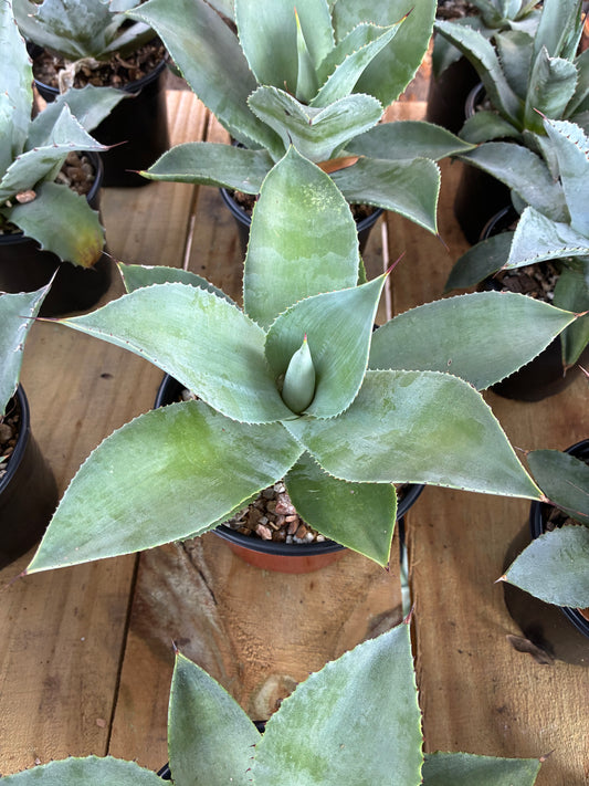 Agave 'Blue Flame x Isthmentis'