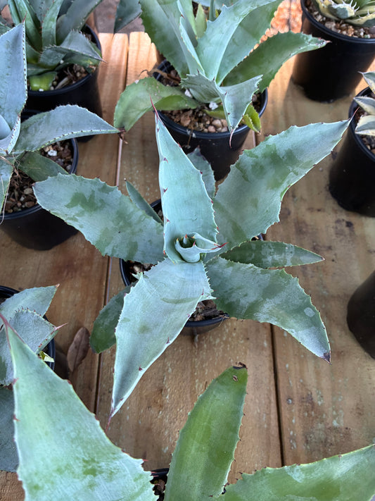 Agave 'Kaleidoscope'