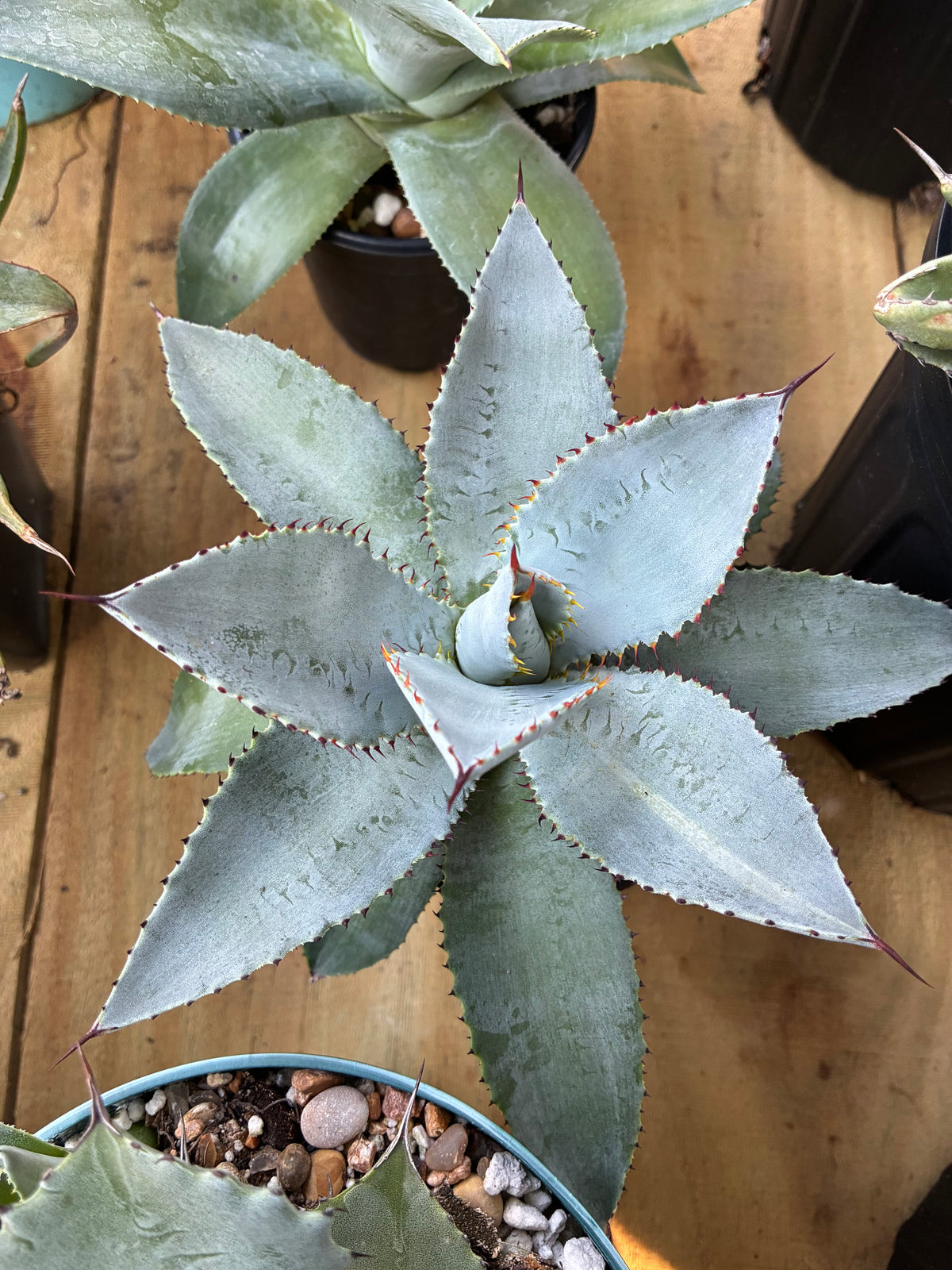 Agave Pygmaea 'Dragon Toes'