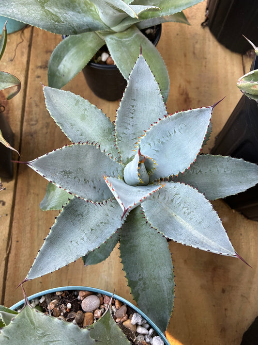 Agave Pygmaea 'Dragon Toes'