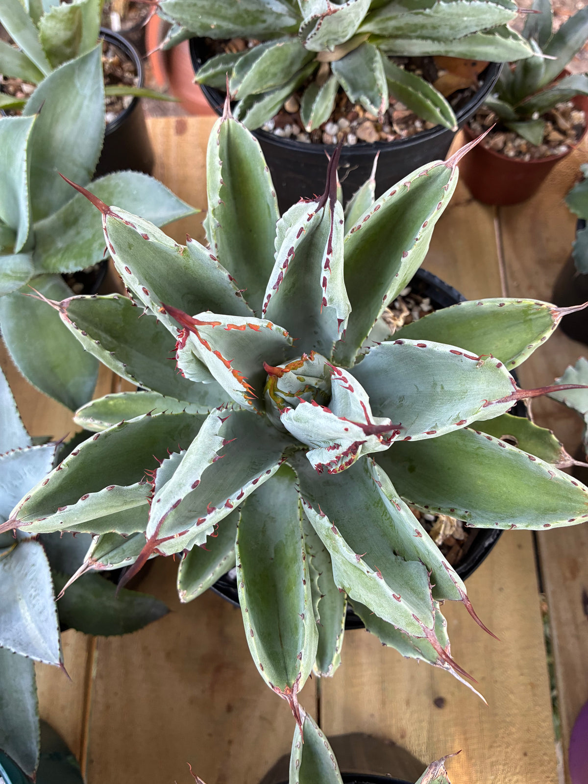 Agave Potatorum 'Cubic'